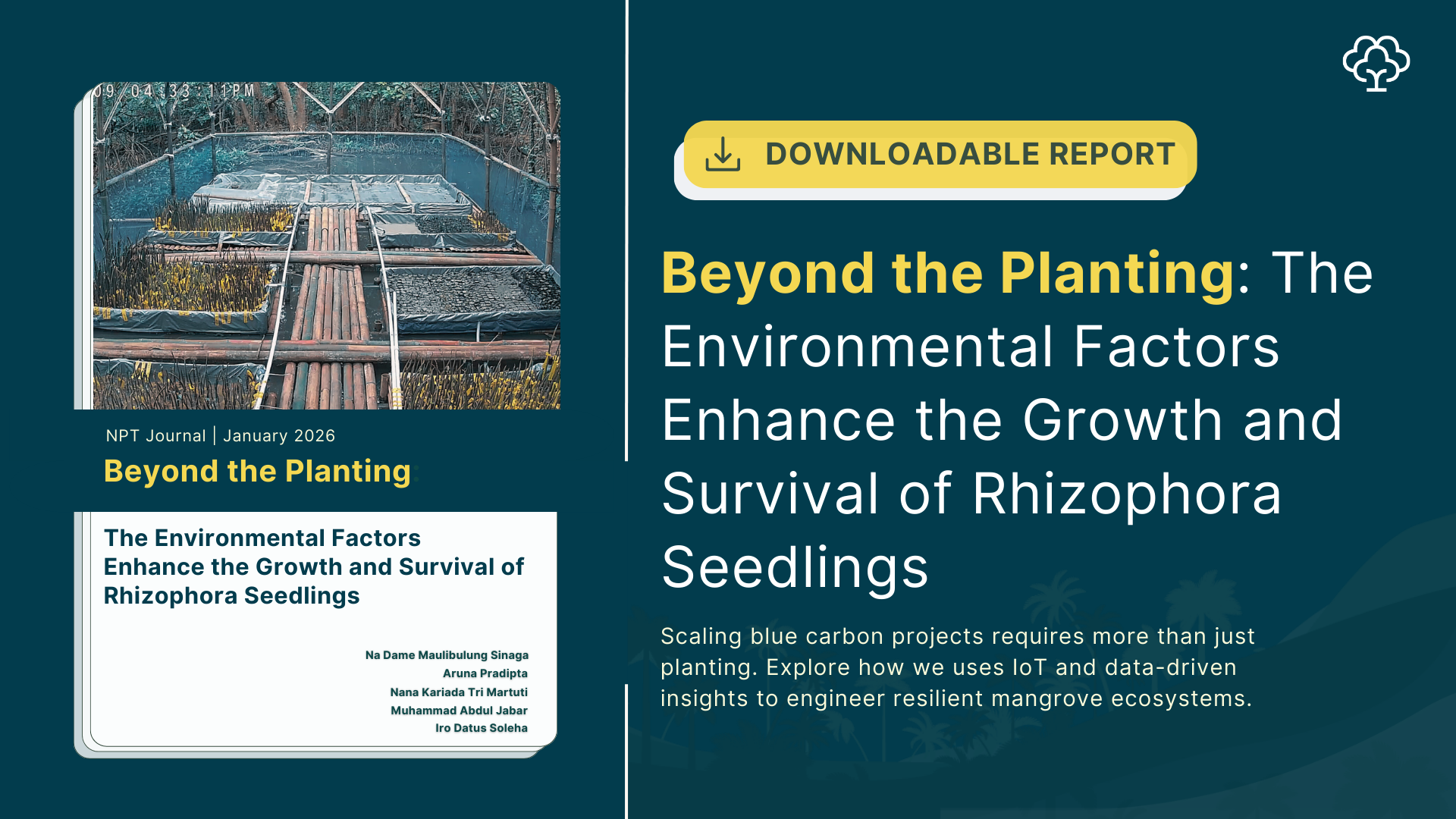 Beyond the Planting: How Fairatmos Engineers High-Survival Mangrove Ecosystems