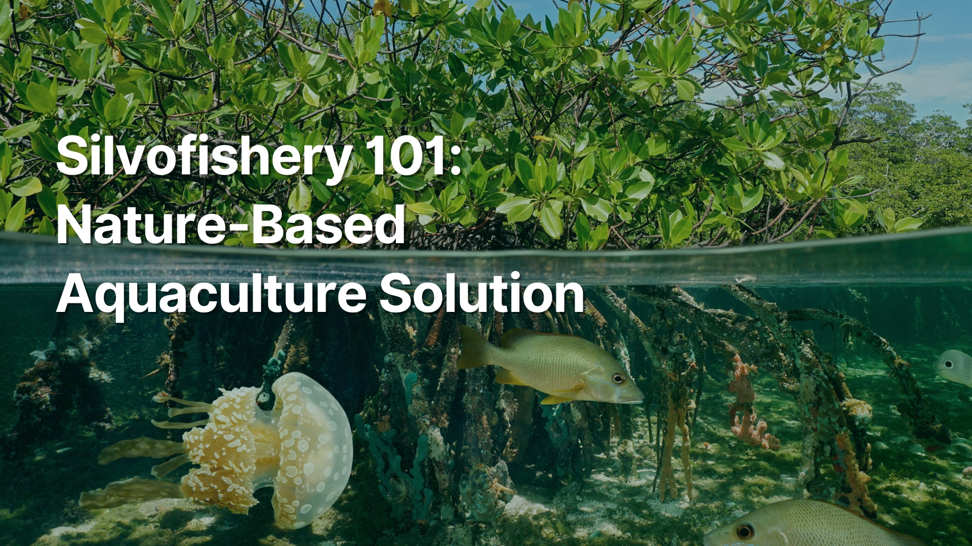 Get to Know: Silvofishery - A Nature-Based Solution for Sustainable Aquaculture and Mangrove Restoration