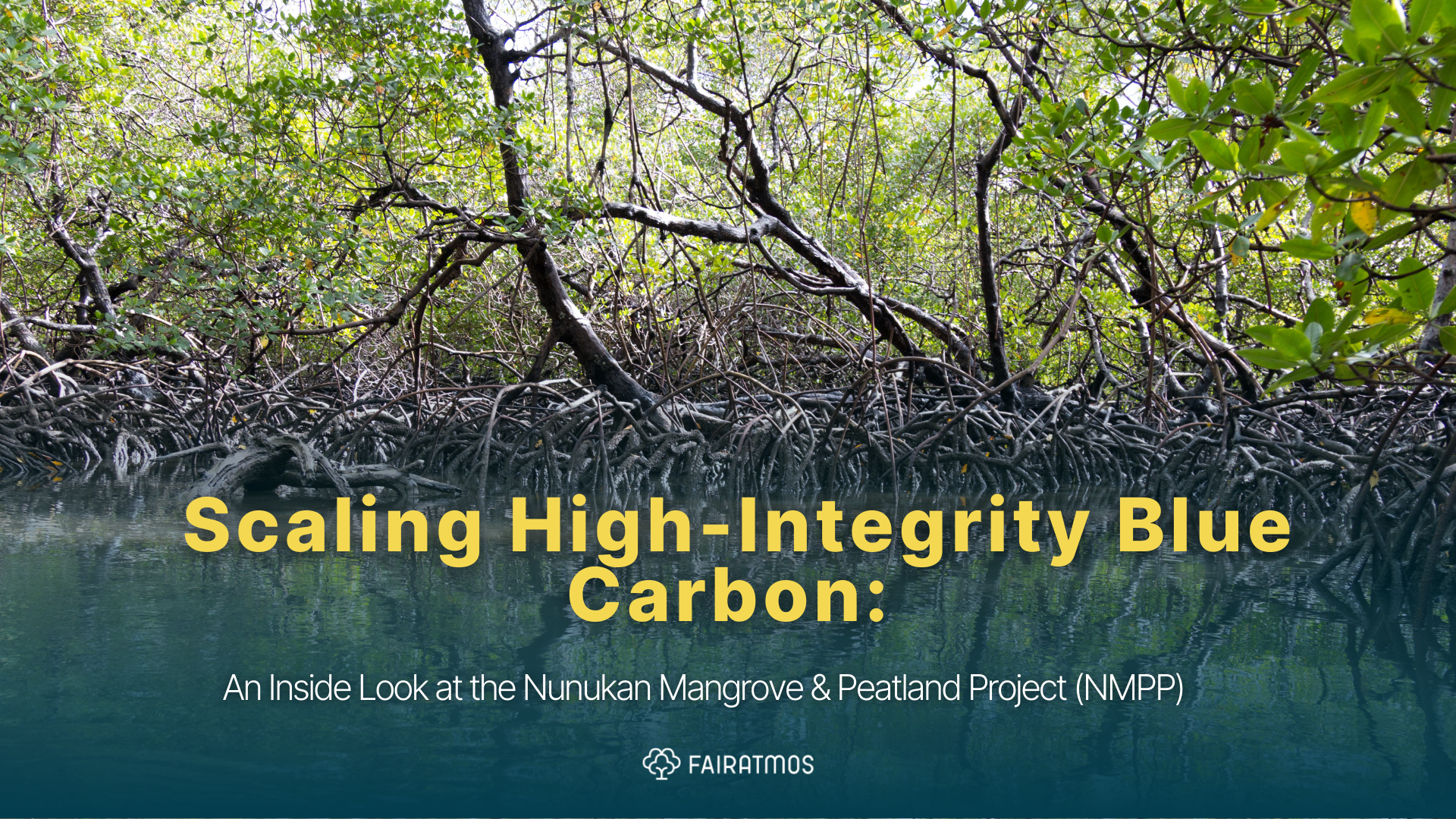 Carbon Project Spotlight: An Inside Look at the Nunukan Mangrove & Peatland Project (NMPP)