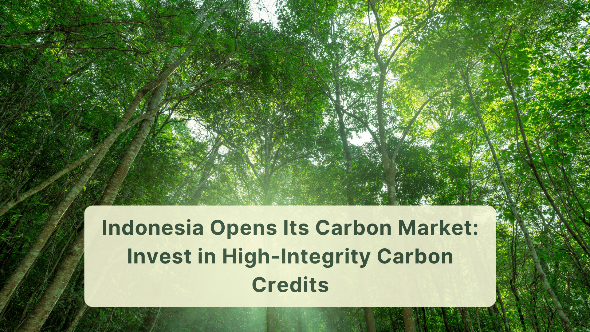 Indonesia Opens Its Carbon Market - Invest in High-Integrity Carbon Credits