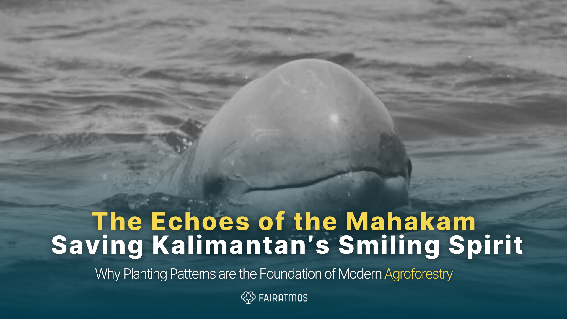 The Echoes of the Mahakam: Saving Kalimantan’s Smiling Spirit