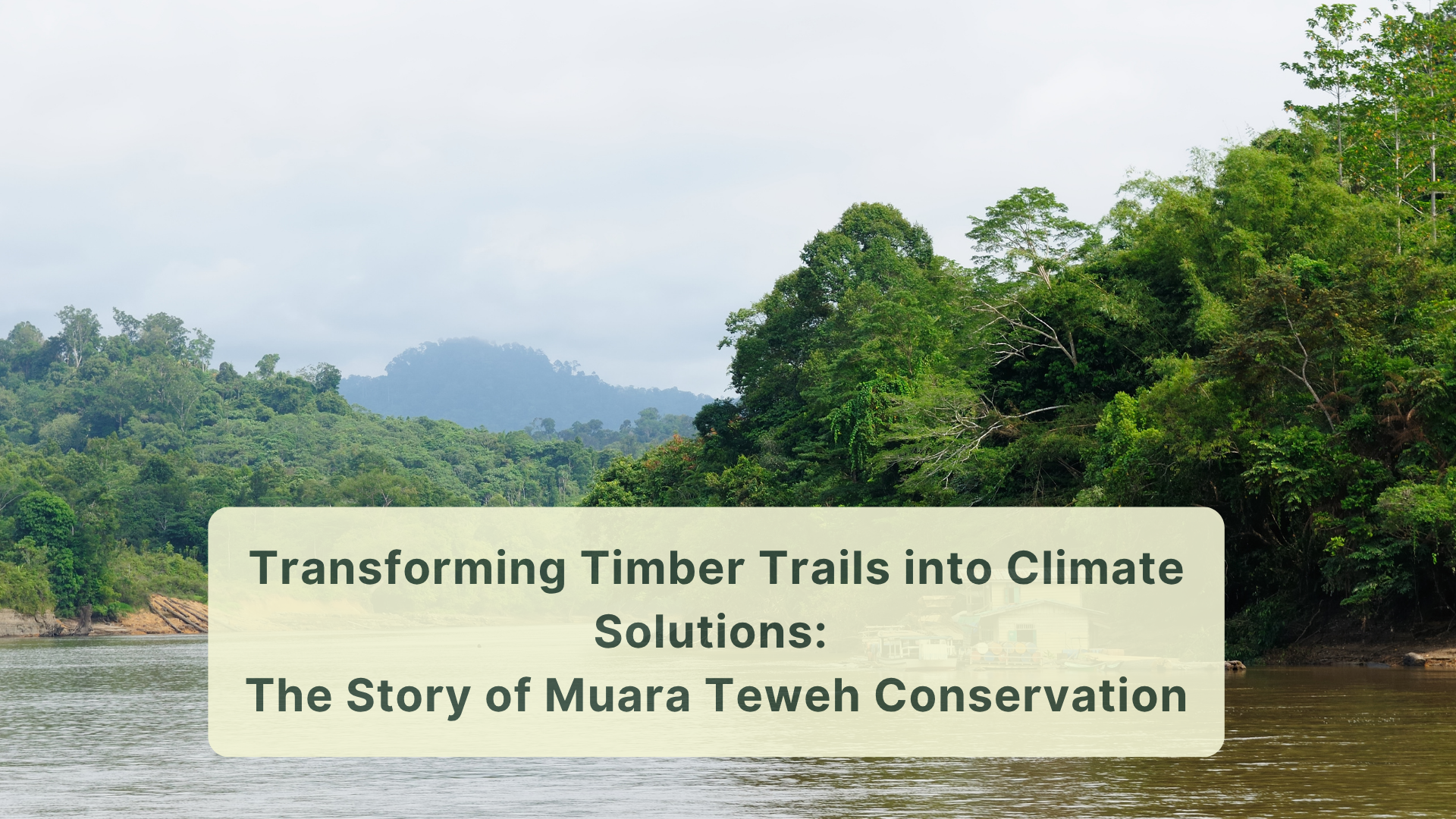 Transforming Timber Trails into Climate Solutions: The Story of Muara Teweh Conservation