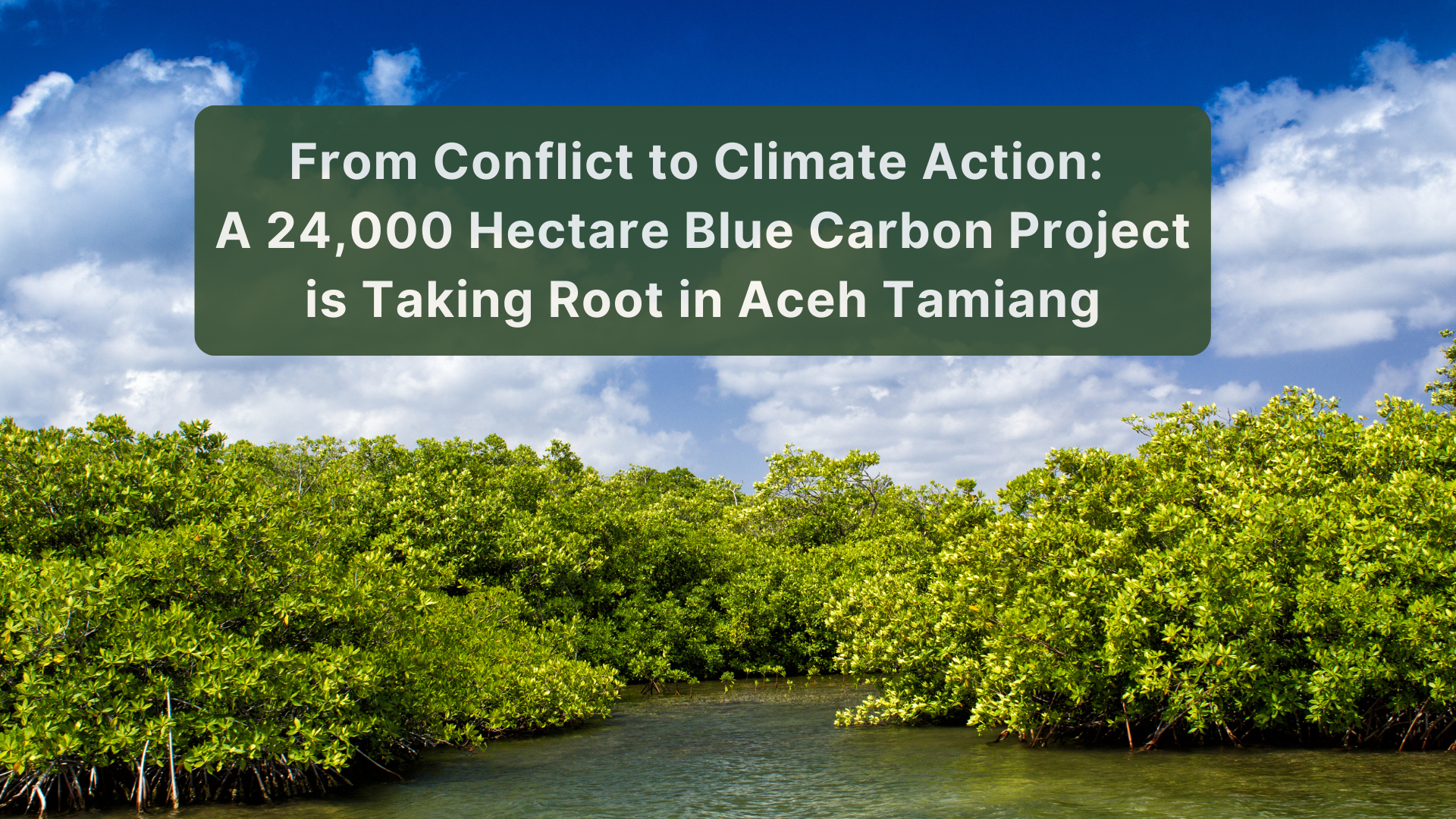 From Conflict to Climate Action: A Blue Carbon Project is Taking Root in Aceh Tamiang