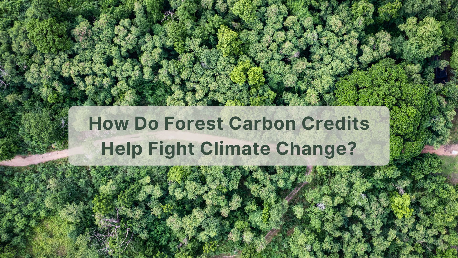 Forest Carbon Credits: From Planning to Profit