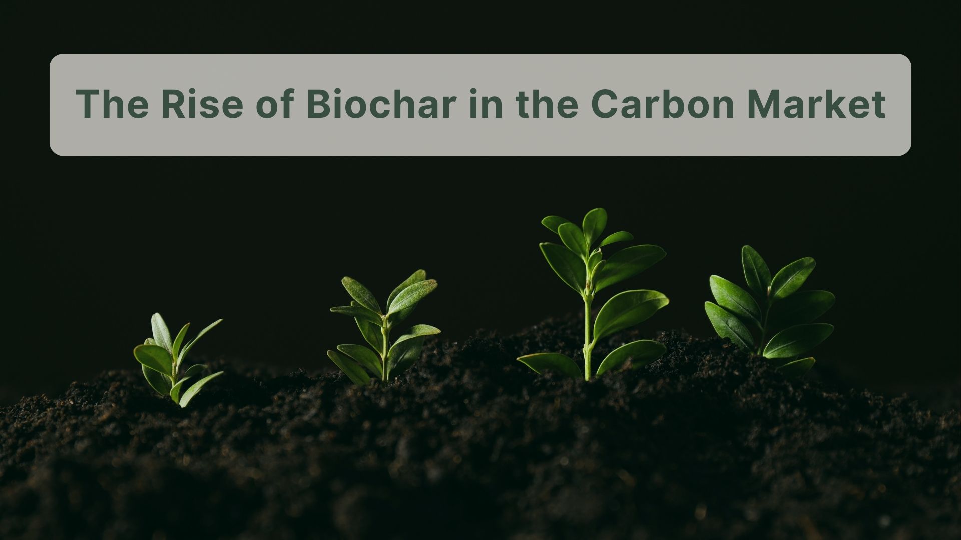 Prospek Biochar di Pasar Karbon