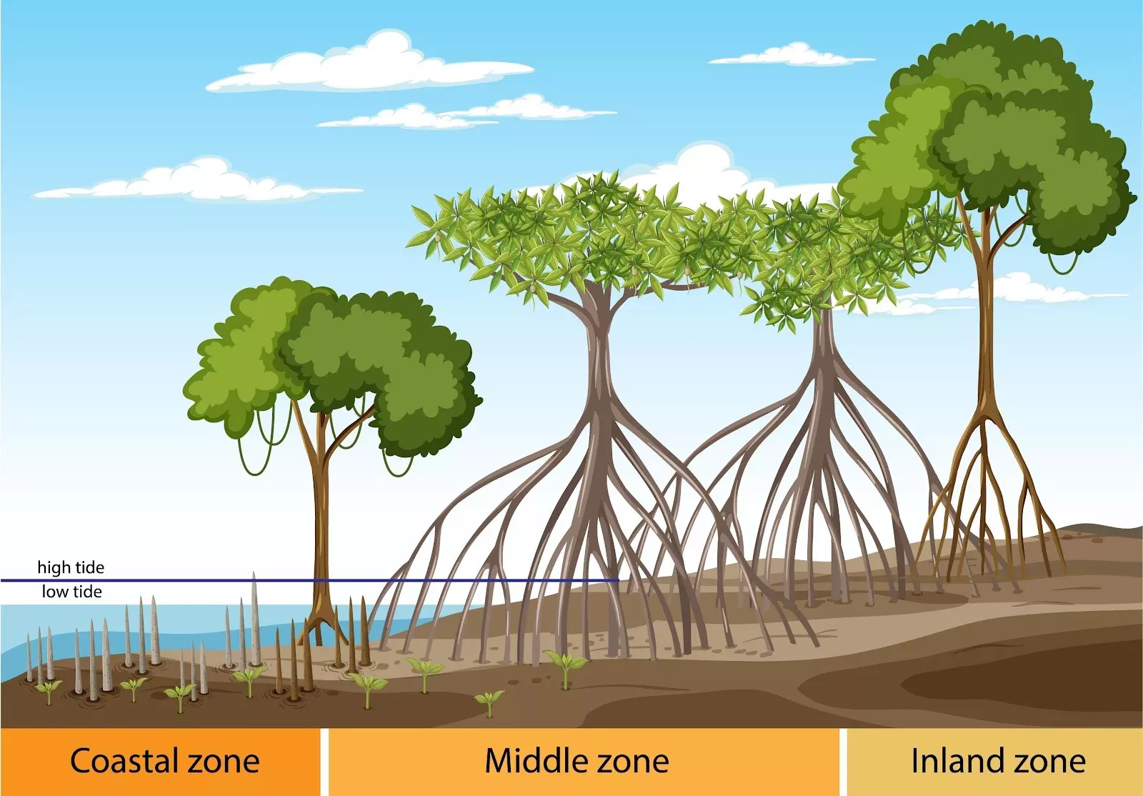 Image of different types of mangrove roots